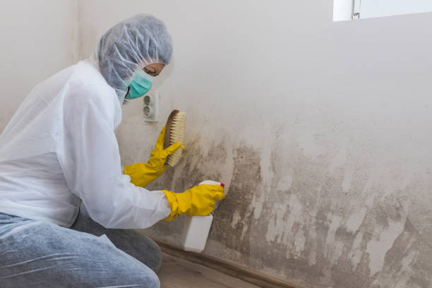 Best DIY Mold Remediation Support Services in Newton, IL