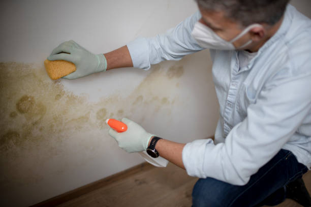 Best Residential Mold Remediation in Newton, IL