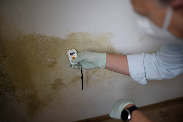 Best DIY Mold Remediation Support Services in Newton, IL