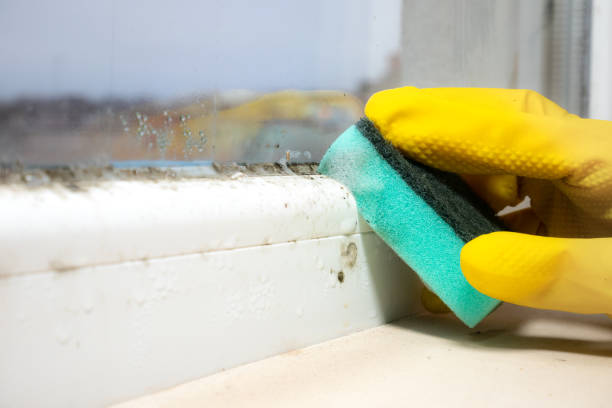 Best Basement Mold Remediation in Newton, IL