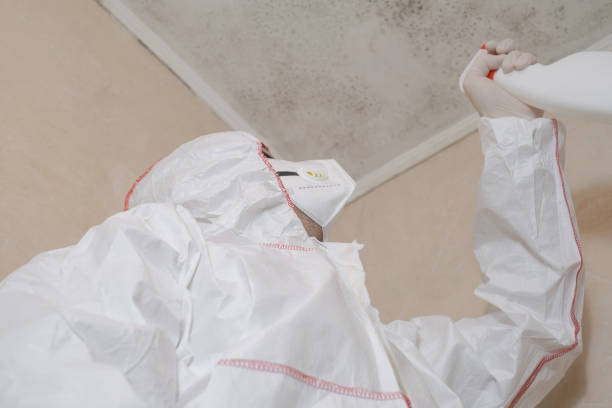 Best Insurance-Related Mold Remediation in Newton, IL