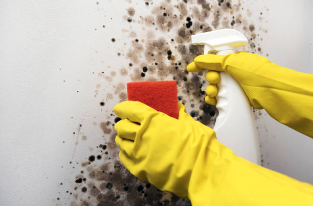 Best Mold Remediation for Specific Building Types in Newton, IL