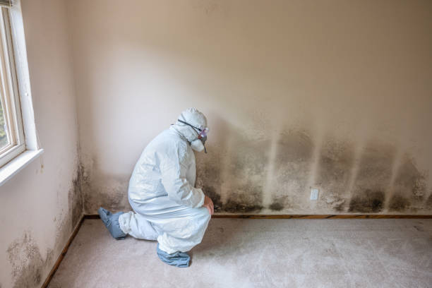 Best Attic Mold Remediation in Newton, IL